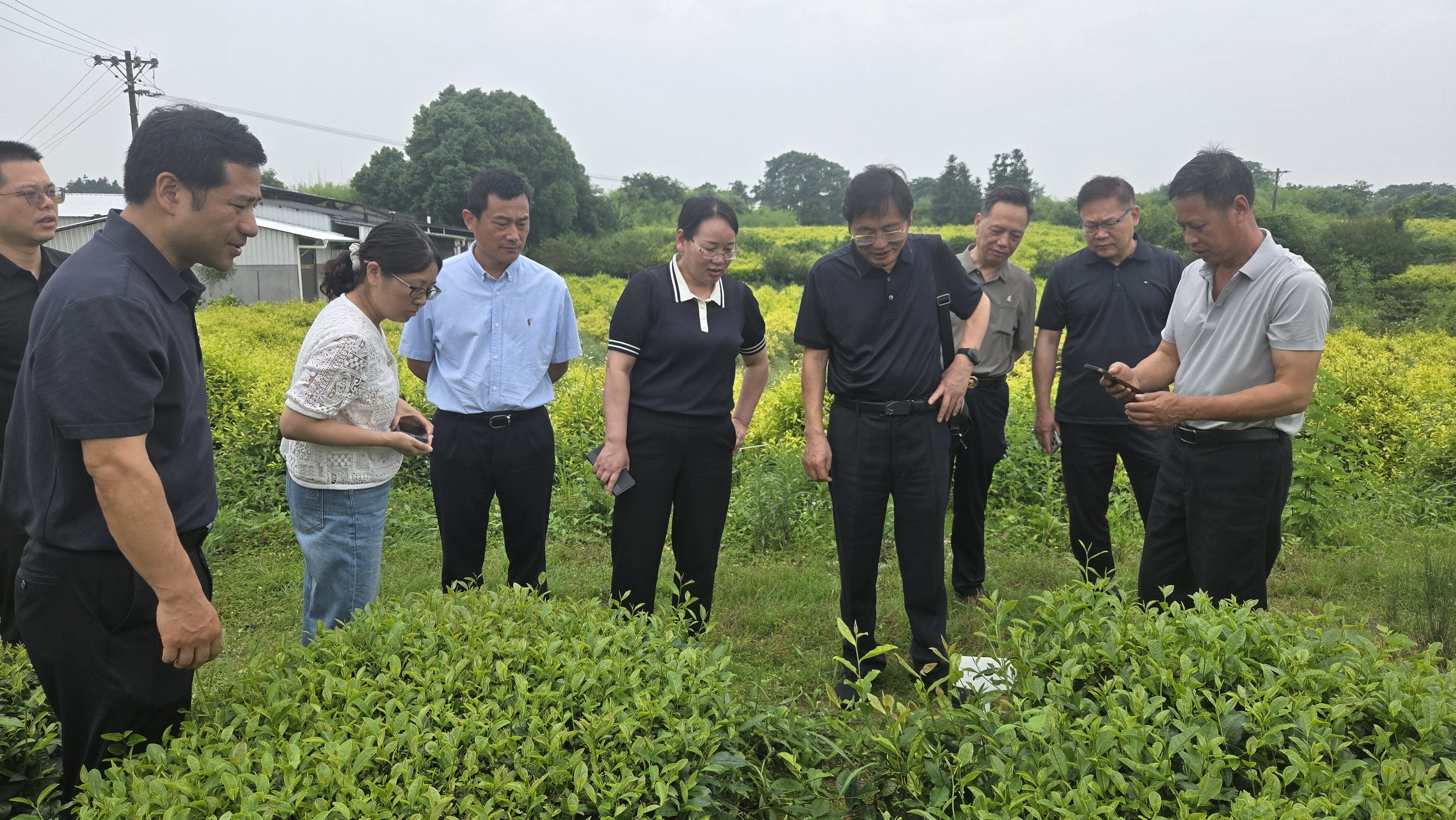 茶叶2.jpg
