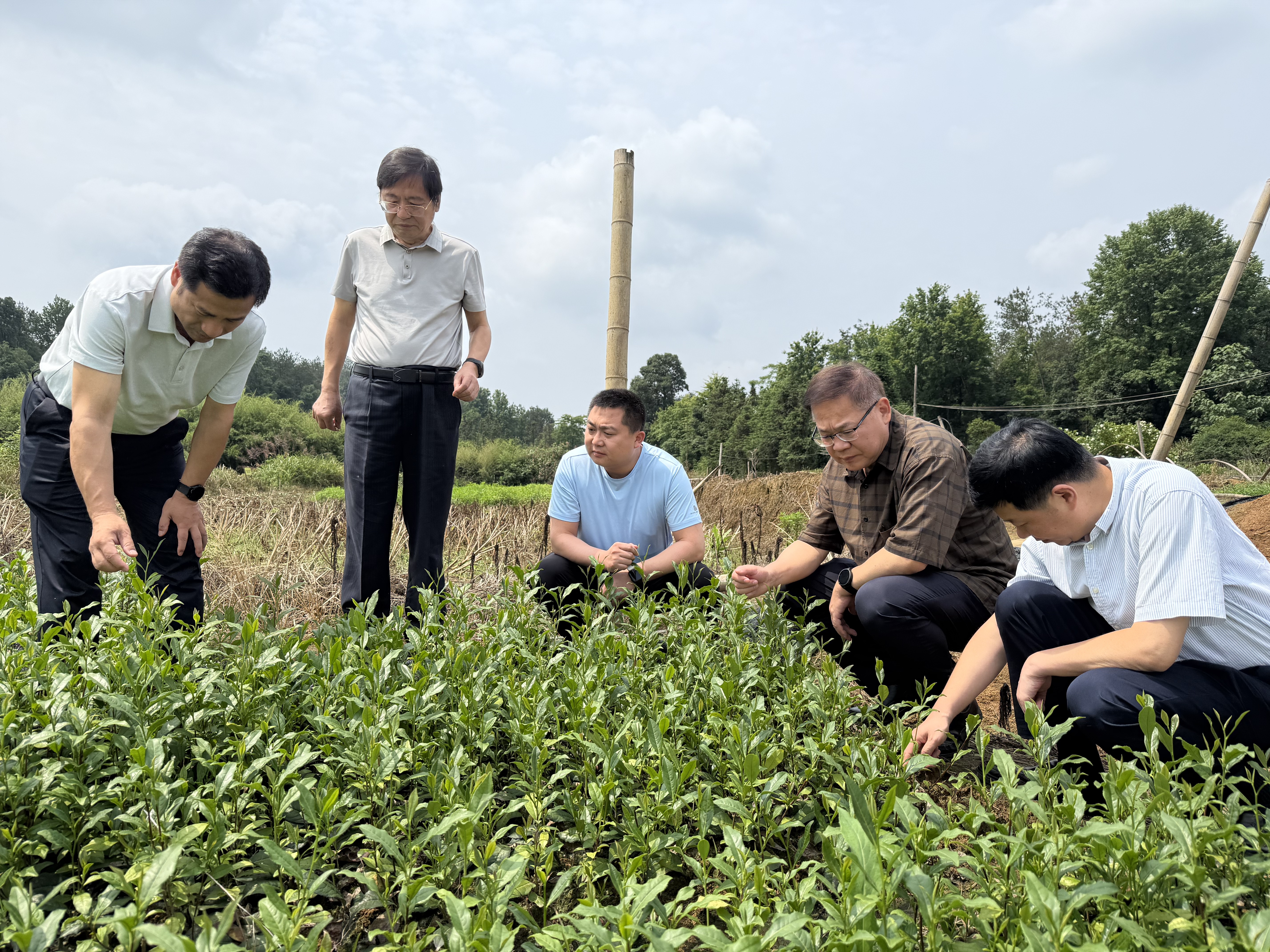 茶叶23.jpg